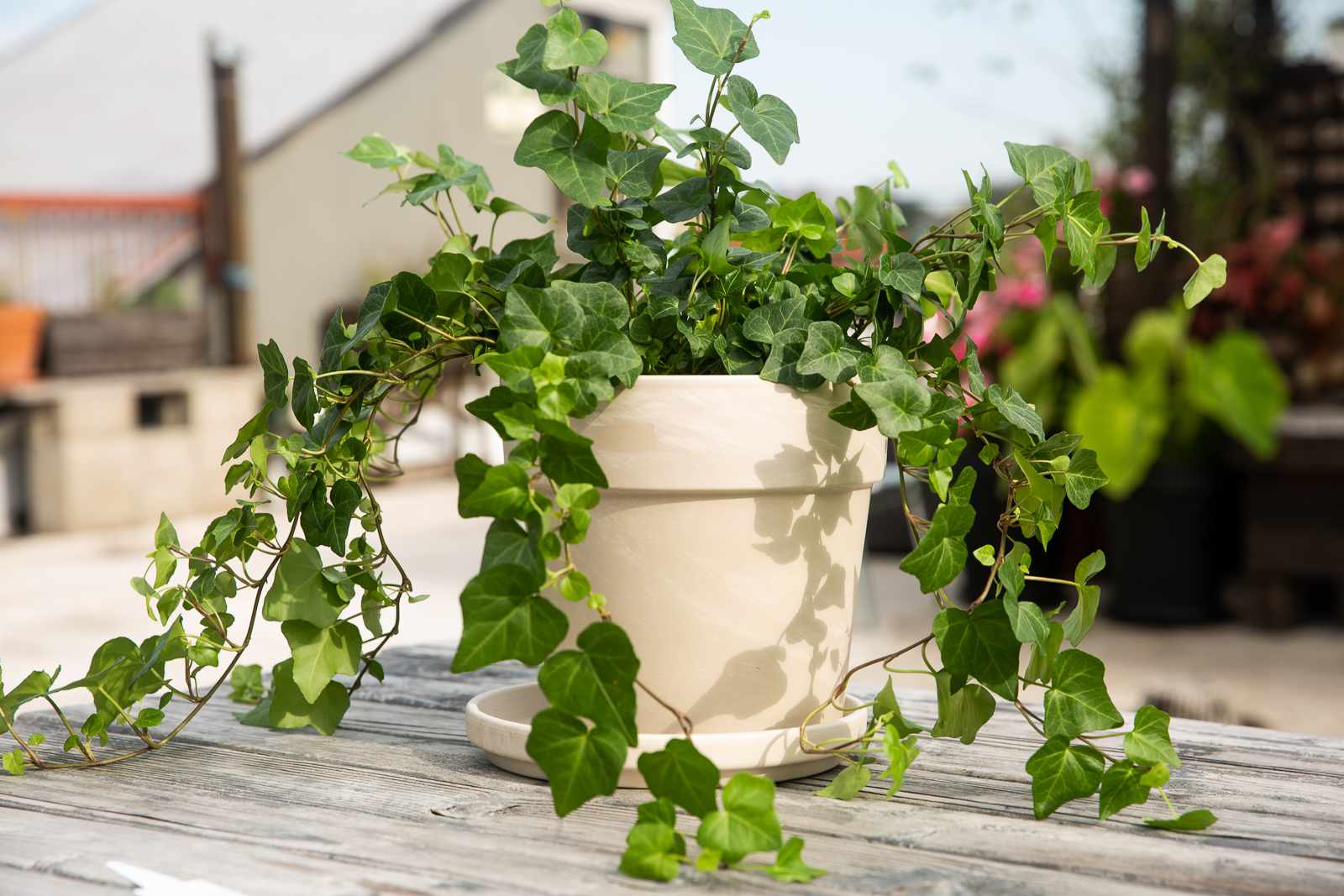 Common ivy - a well-known climber plant