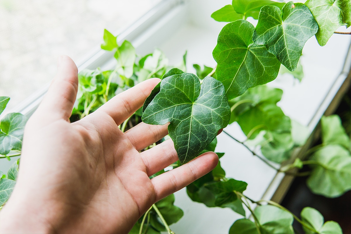 Lierre commun - les plantes de base pour les zones ombragées