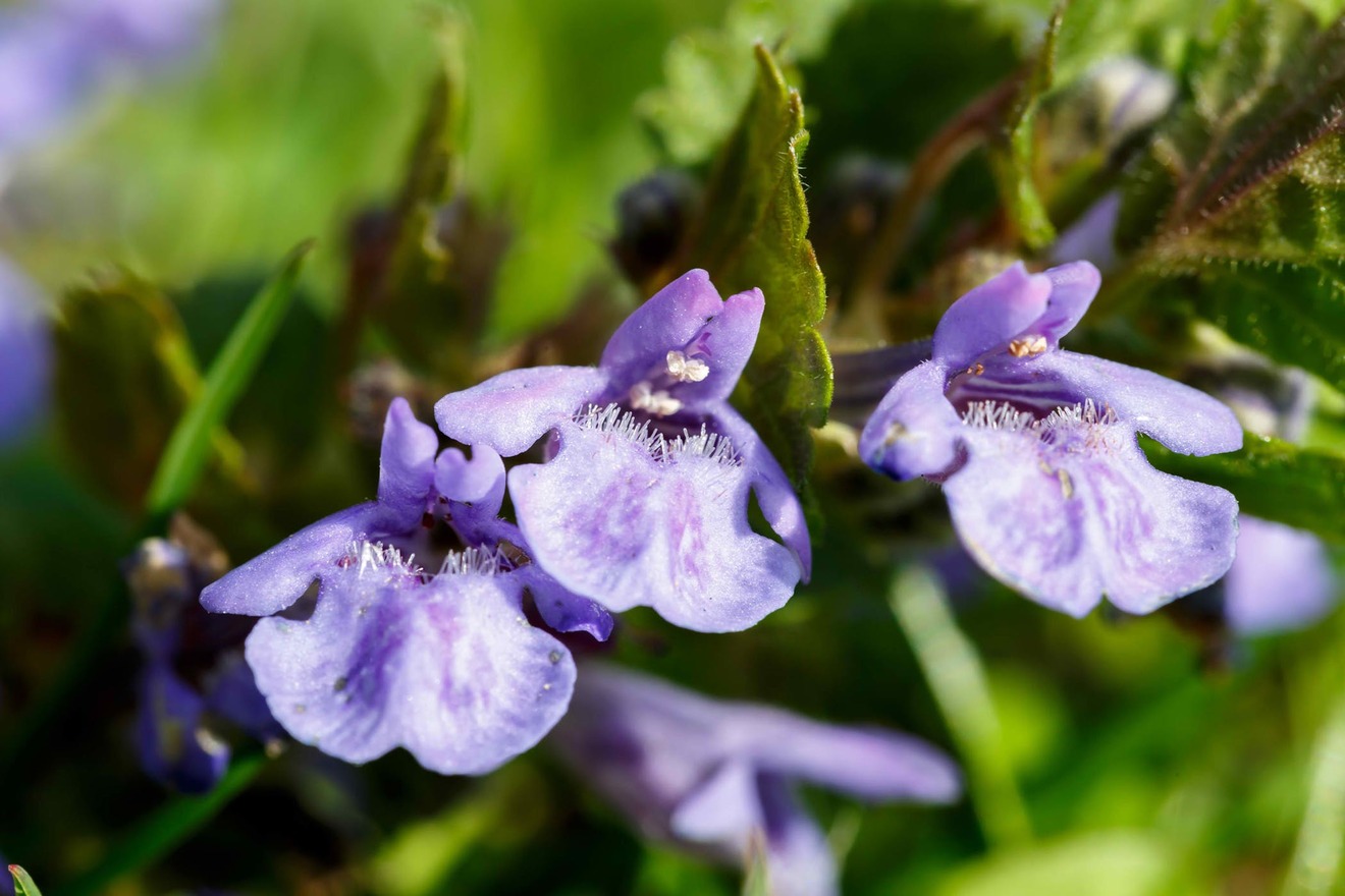 Estratto di Edera - Impara Come Curare il Glechoma Hederacea