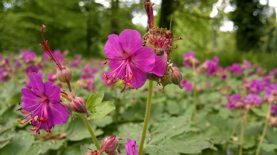 Geranio de raíz grande (Geranium macrorrhizum)