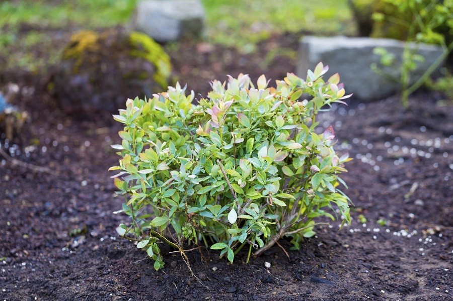 Venta de plantas de arándanos - precios