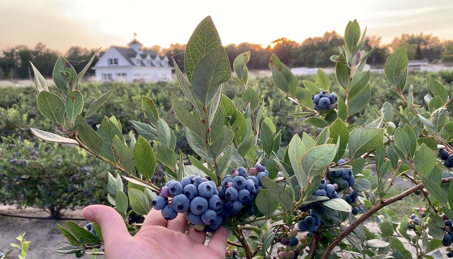 Culture des myrtilles - alimentation