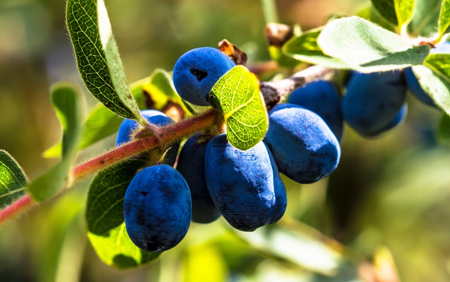 Arándanos americanos: variedades fáciles de cultivar