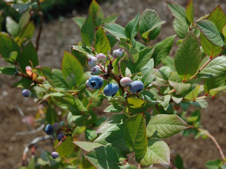 Cultiver des myrtilles dans le jardin