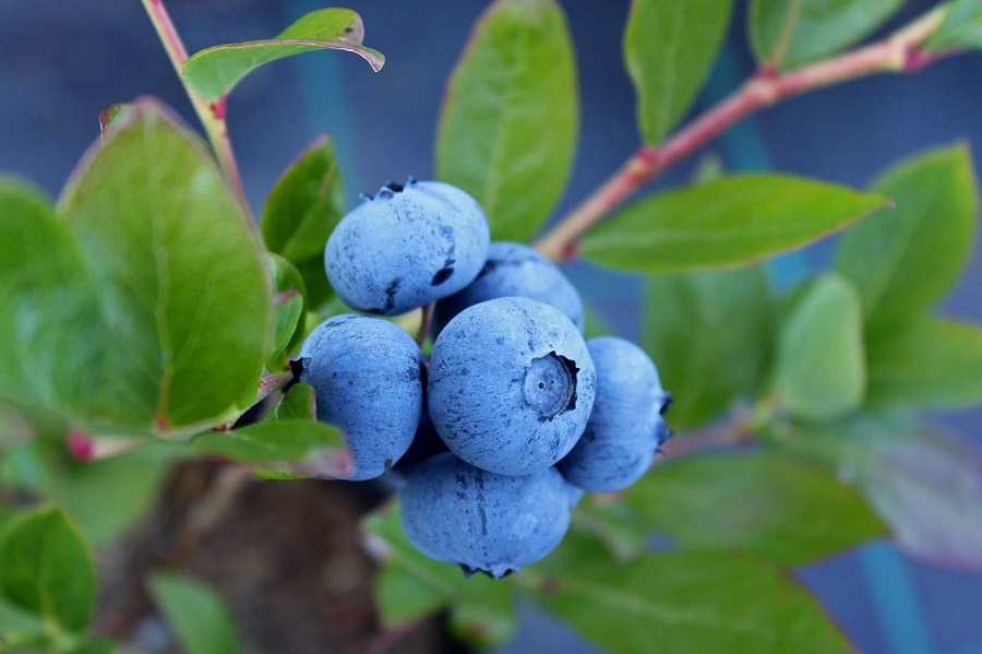 ¿Es una buena idea plantar un arándano highbush en el jardín?