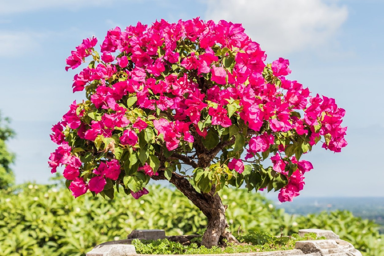 Buganville in Giardino - Imparare a Prendersi Cura della Bougainvillea