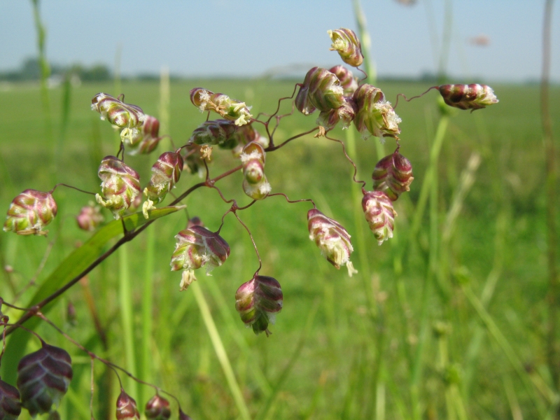 Erba tremula (Briza media)