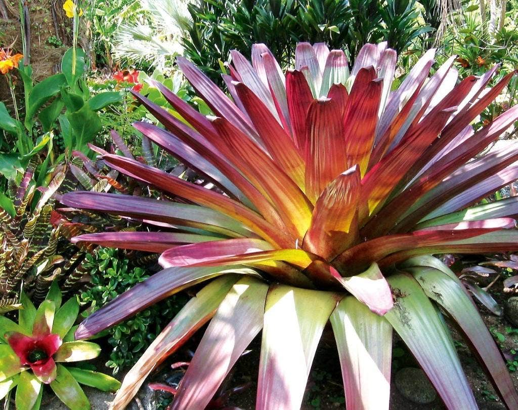 Quali sono le malattie comuni delle bromeliacee?