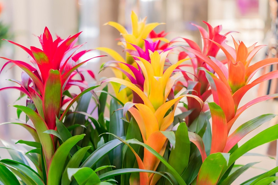 Bromelia: ¿qué tipo de planta es?