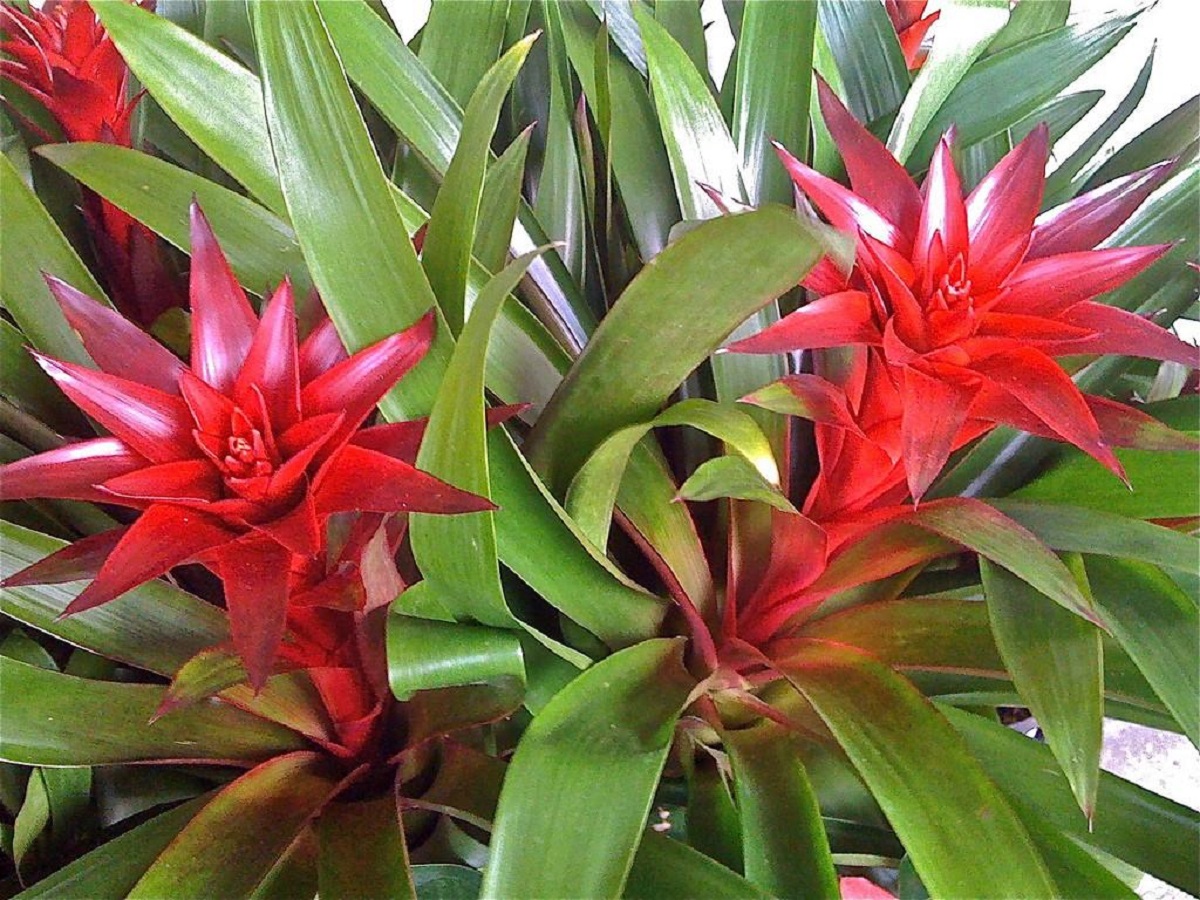 Bromeliacee Esotiche - Cura, Tipi di Bromeliacee e Irrigazione Spiegati