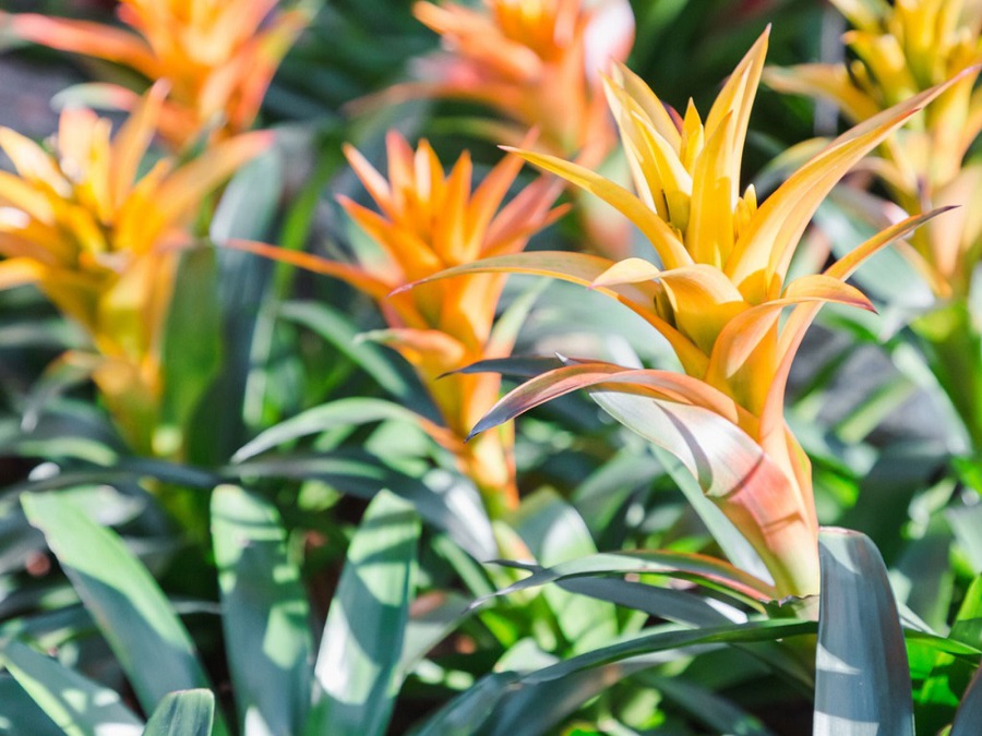 Tipos populares de bromelias