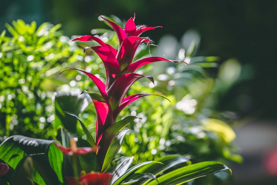 Bromelia - cuidados y riego