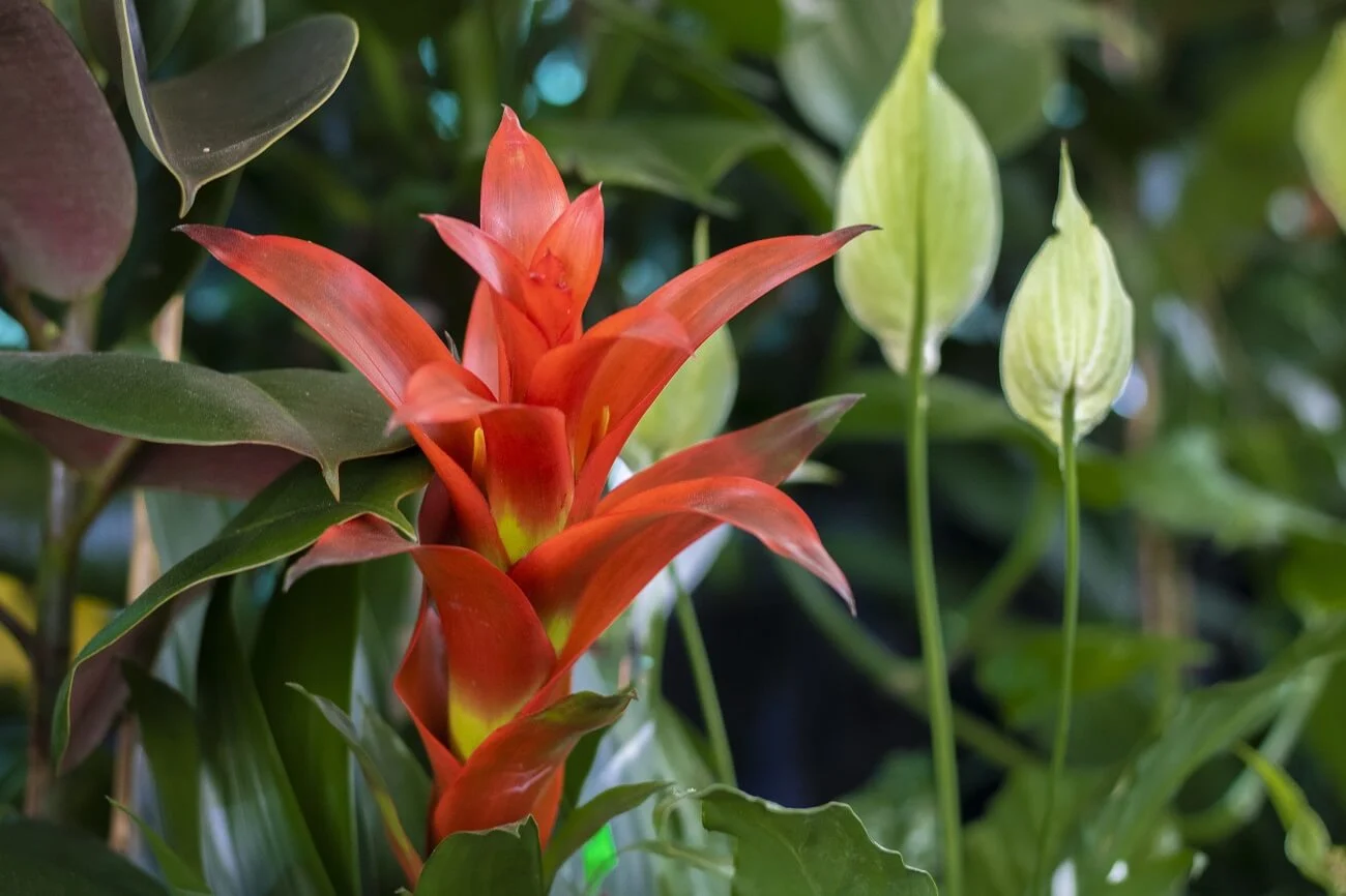 Bromelia - propagación