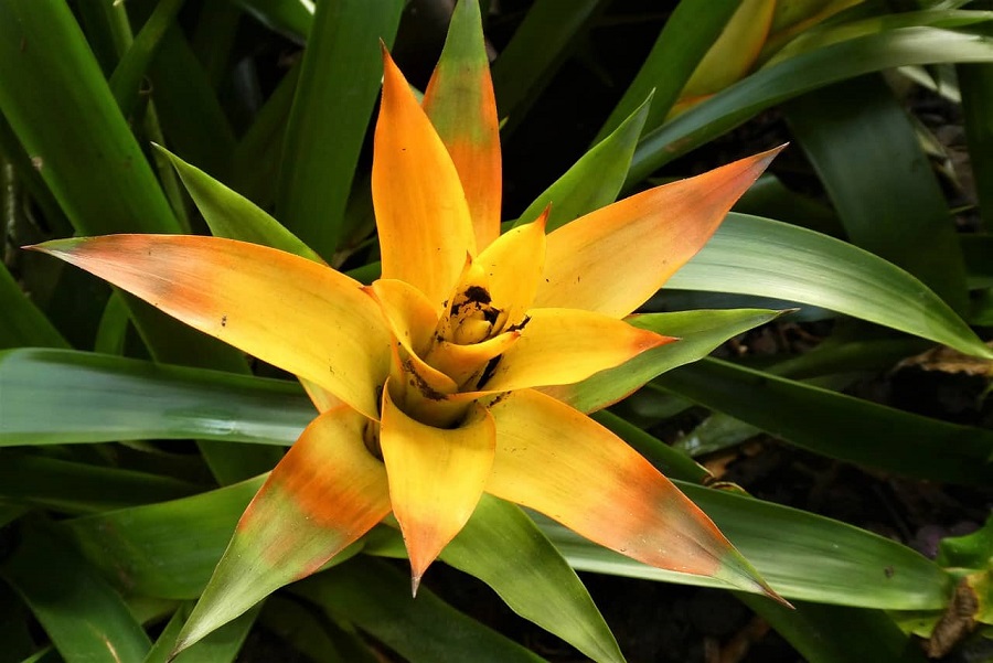 Bromelia - plagas y peligros