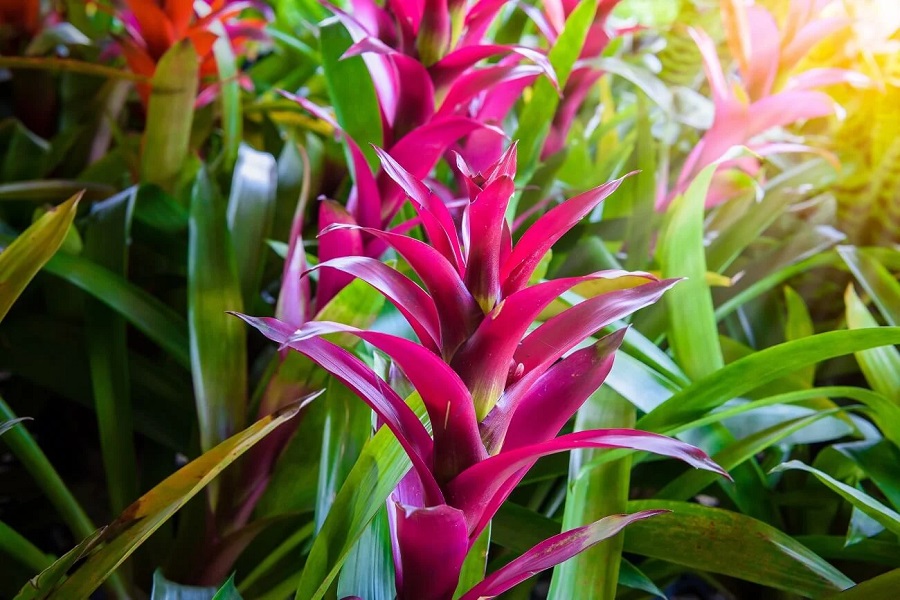 Bromelia - cuidados de la planta de interior