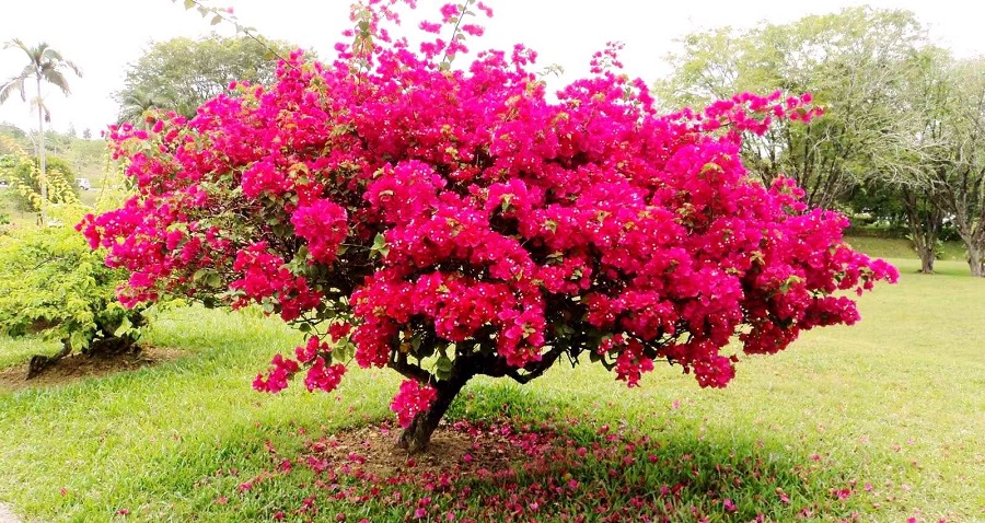 Bougainvillea - che tipo di pianta è?