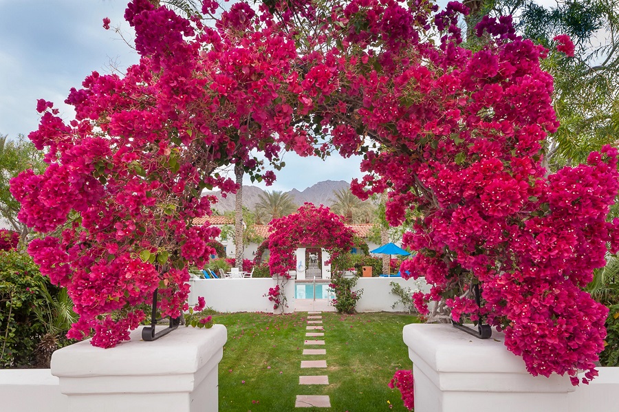 Bougainvillea - le malattie più comuni