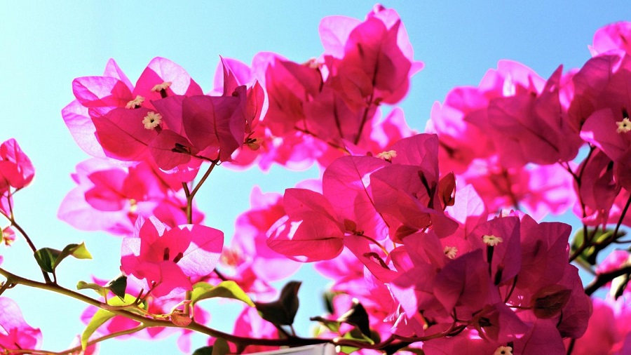 Welche Arten von Bougainvillea gibt es?