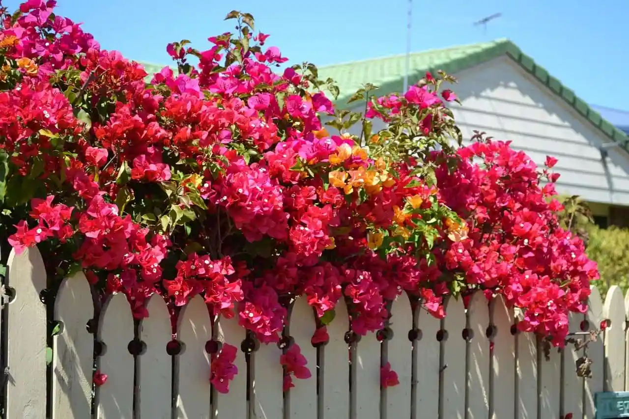 Comment prendre soin du bougainvillier ?