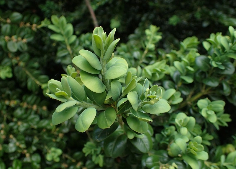 Box comune (Buxus sempervirens)