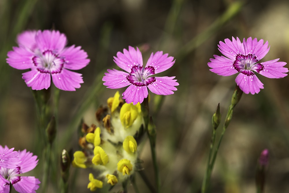 Rose virginal (Dianthus deltoides)