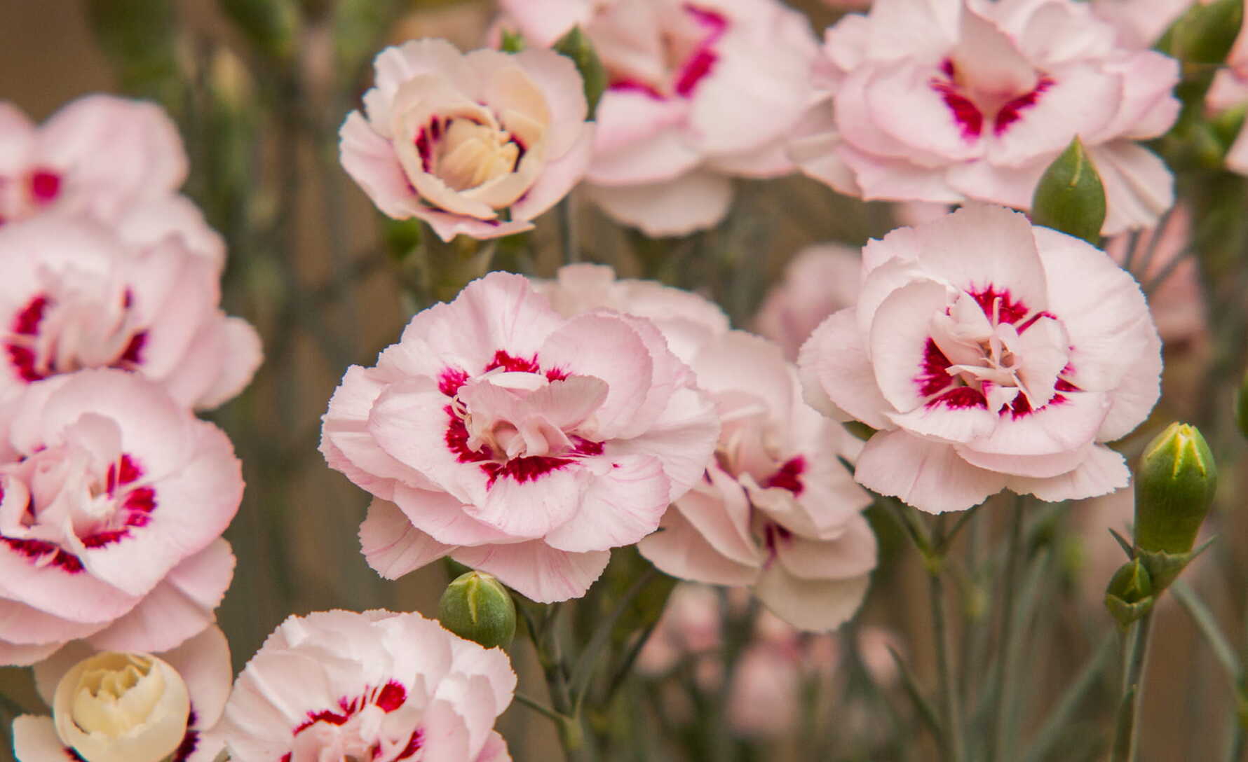 Rosa común (Dianthus plumarius)