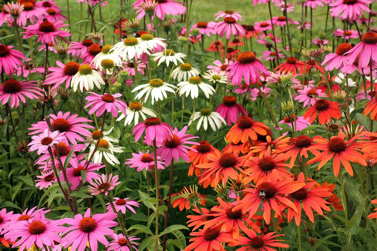 Echinacea (Echinacea Moench)