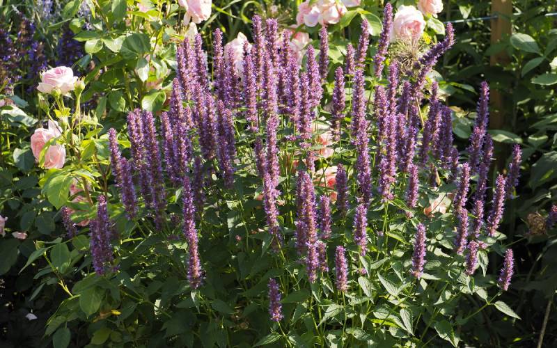 Menta colibrì (Agastache x hybrida)