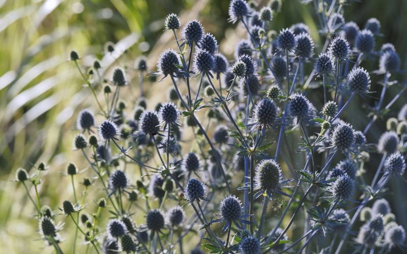 Eryngium azul (Eryngium planum)