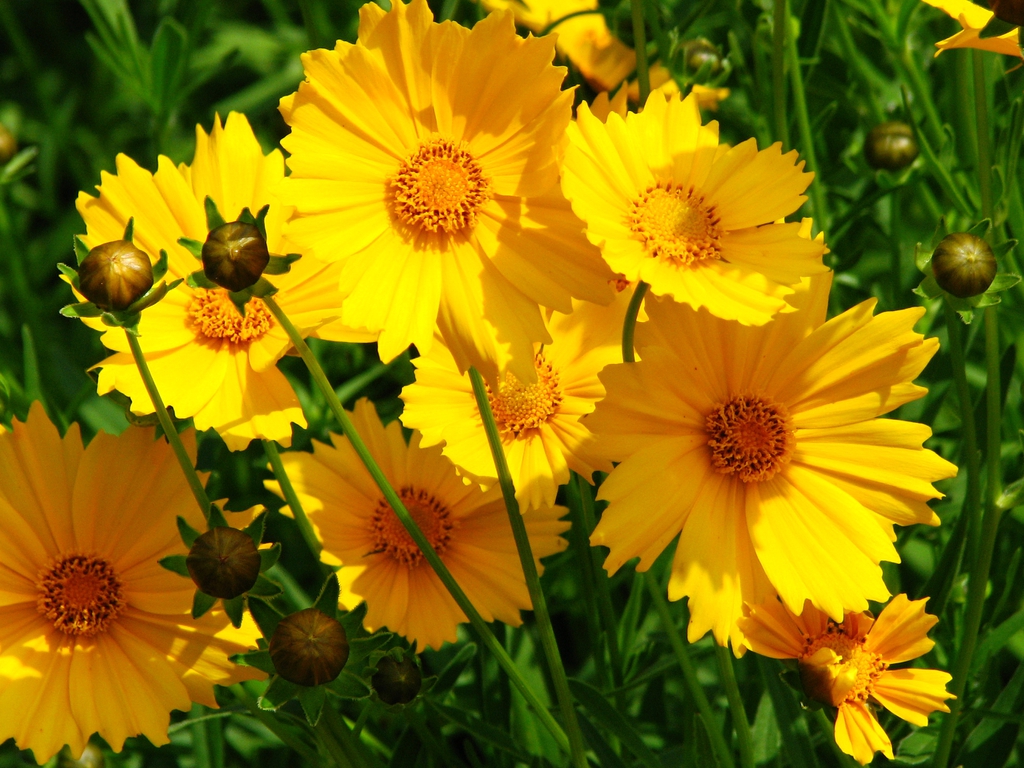 Zecche a fiore grande (Coreopsis grandiflora)