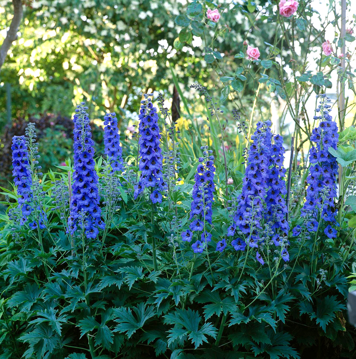 Espuela de caballero siberiana (Delphinium grandiflorum)