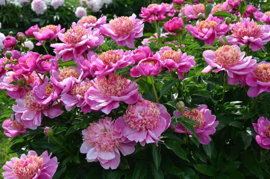 Peonía (Paeonia)