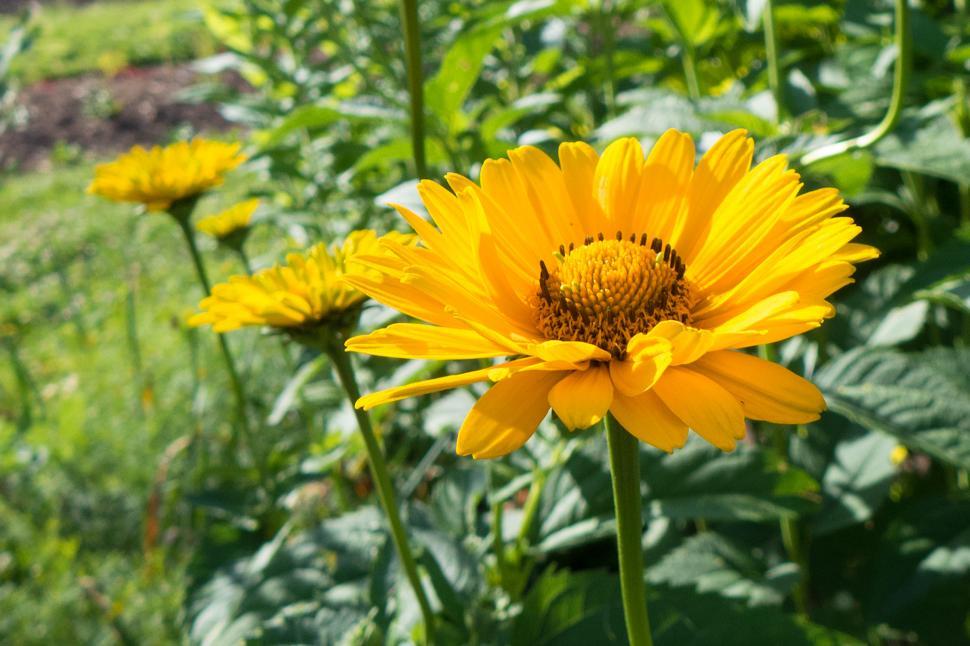 Faux tournesol (Heliopsis helianthoides)