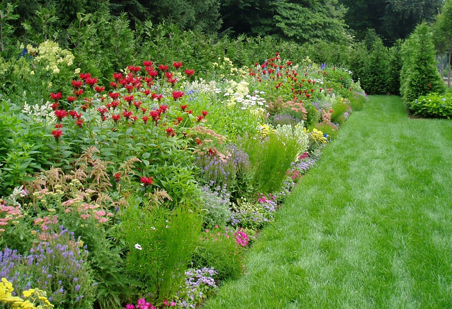 Plantes vivaces - qu'est-ce que les plantes vivaces ?