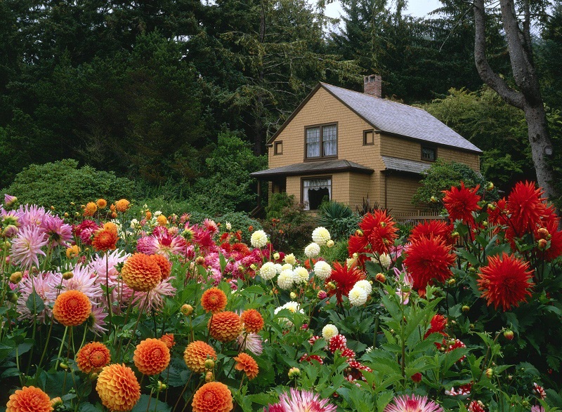 Fleurs vivaces qui fleurissent du printemps à l'automne