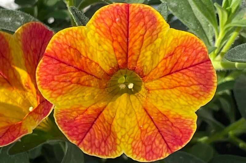 ¿Existen variedades de Calibrachoa?