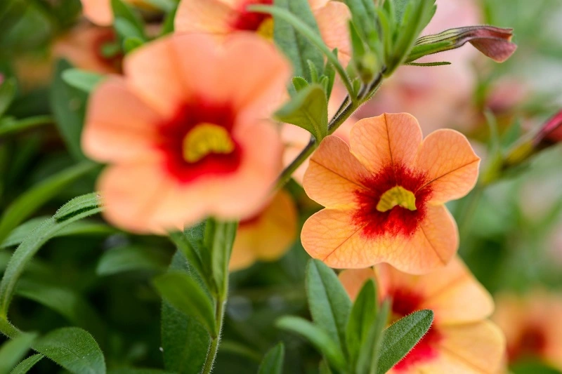 Calibrachoa - descripción de la planta