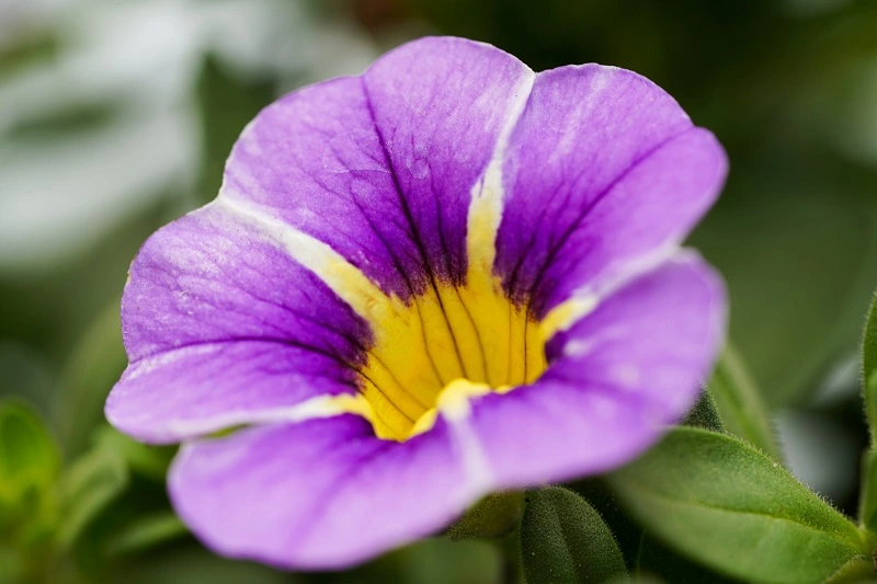 Calibrachoa - annaffiatura e concimazione