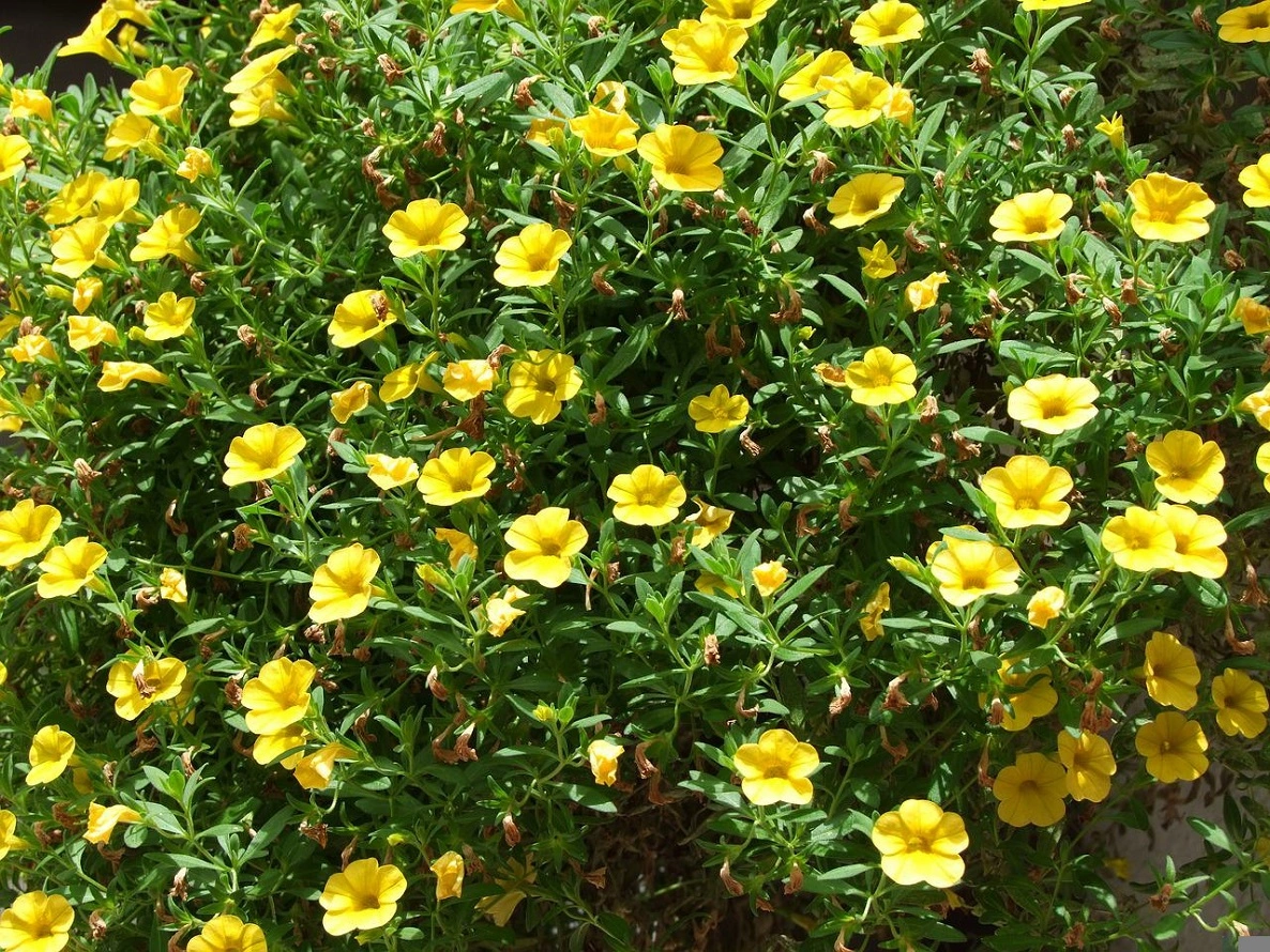 Calibrachoa, o Millones de Campanas - Flores, Cuidados, Problemas, Propagación