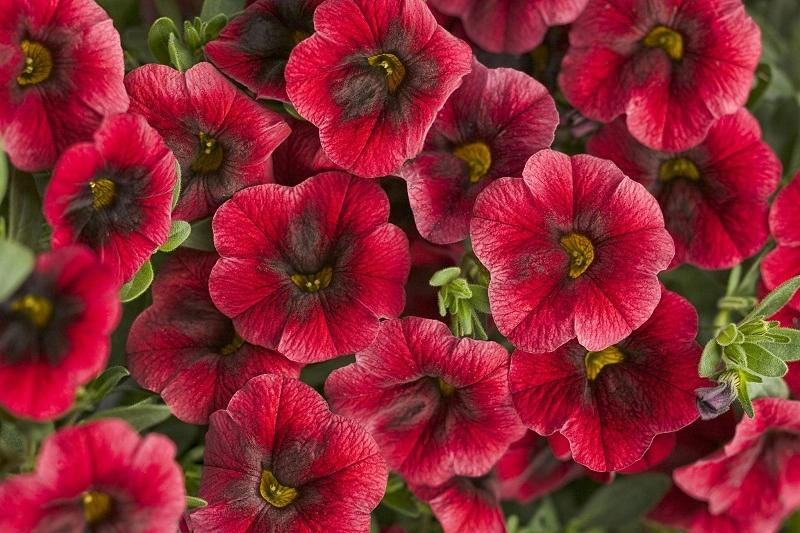 Calibrachoa, ¿sol o sombra? Requisitos de cultivo