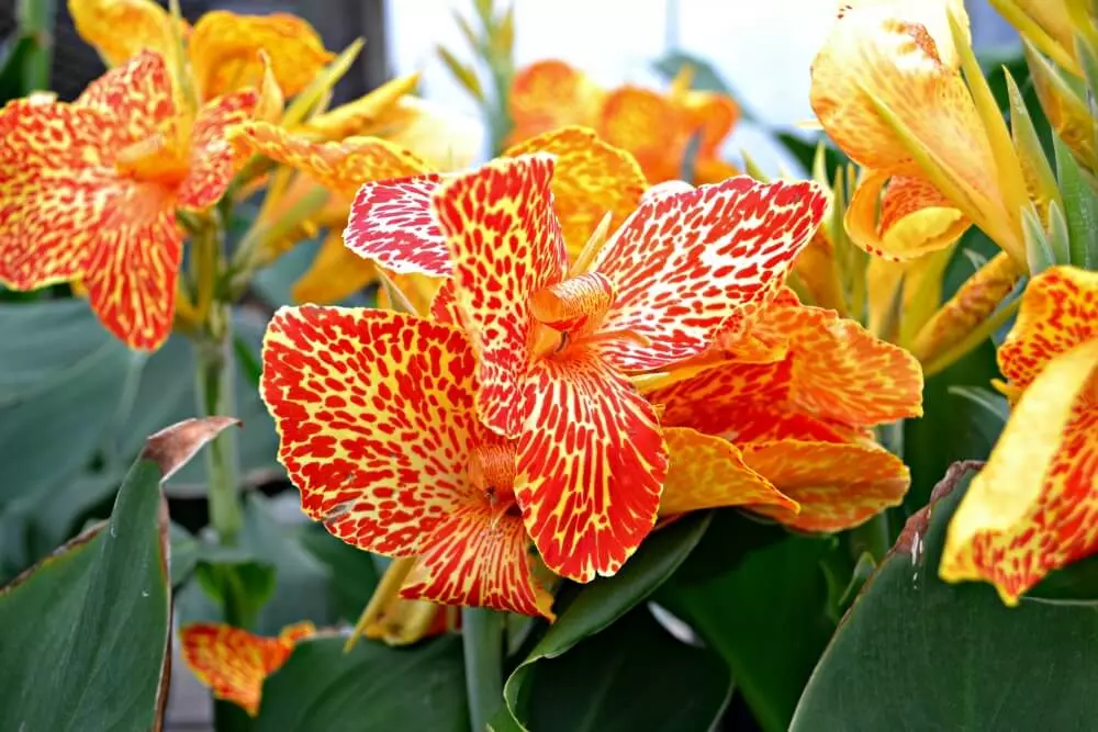 Canna Lilie (Canna)