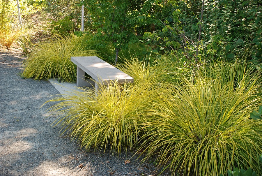 Carice d'oro (Carex aurea)