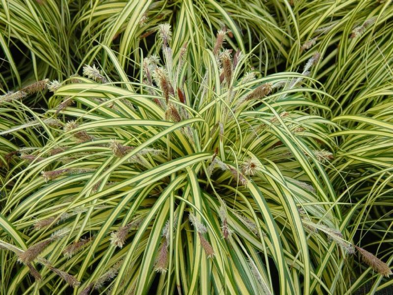 Segge (Carex)