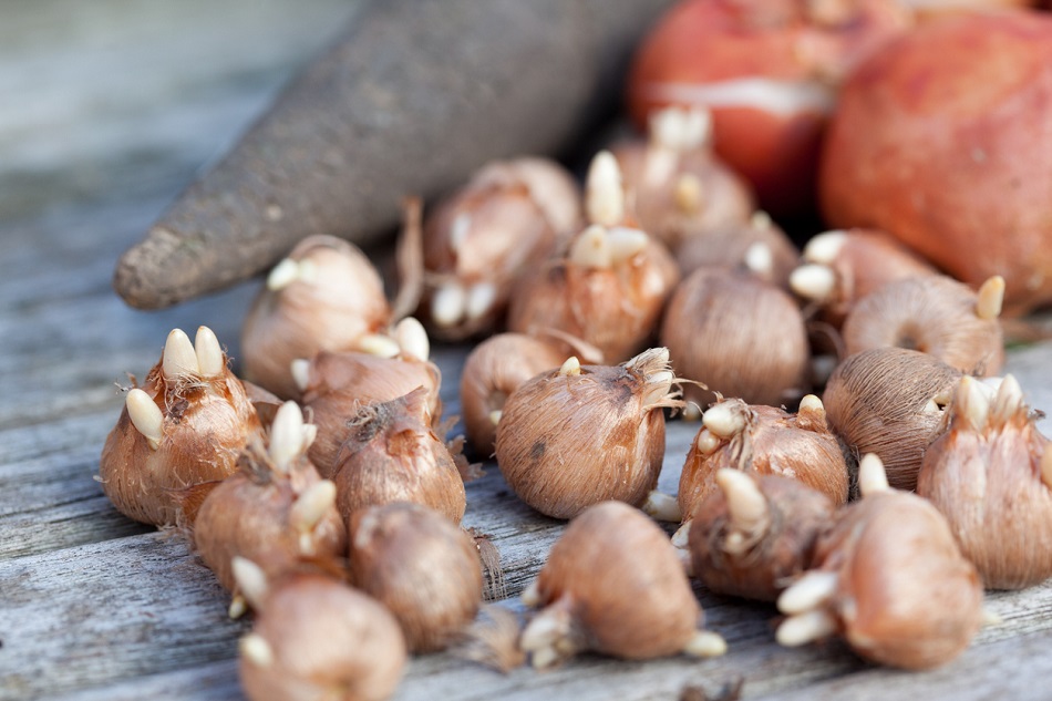 ¿Dónde puedo comprar bulbos de tulipán?