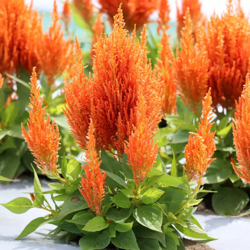 Celosia - che tipo di pianta è?