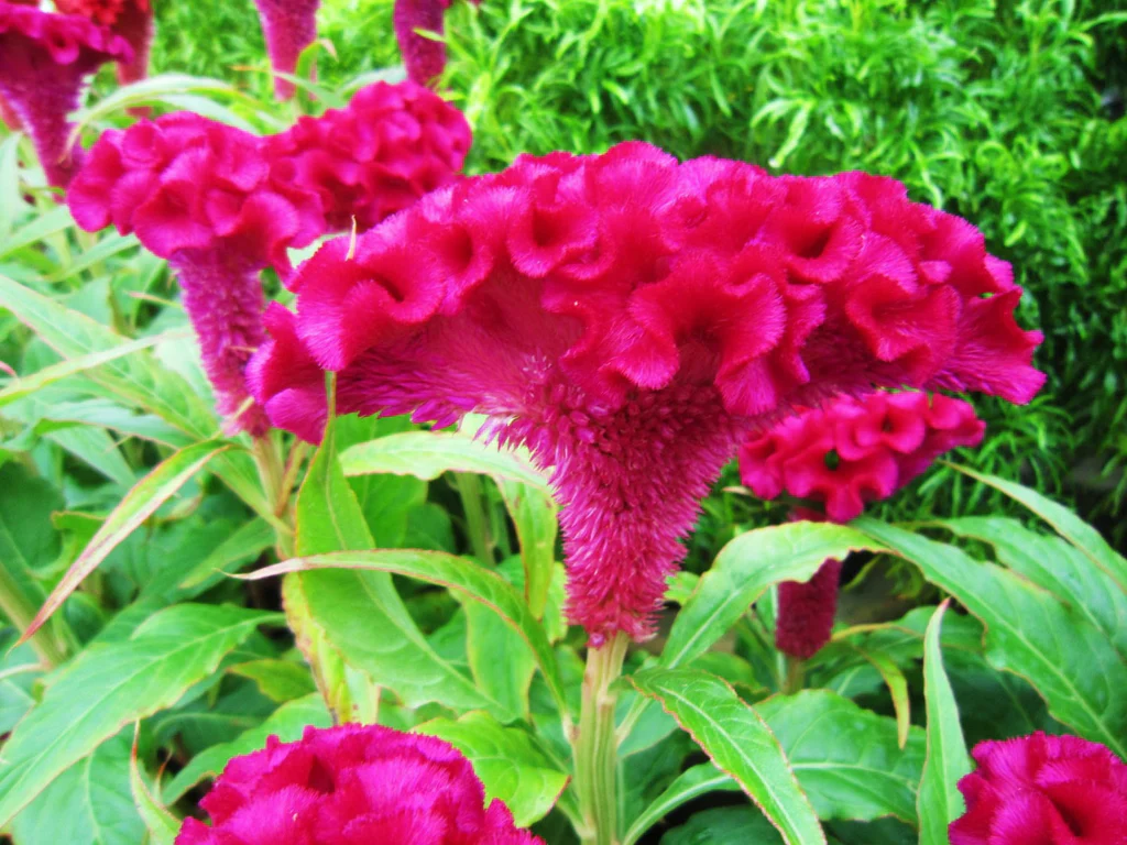 Celosia crestata