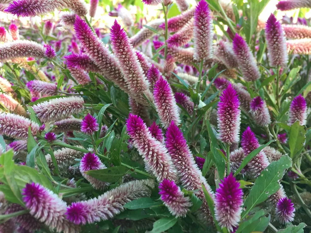 Grano celosia