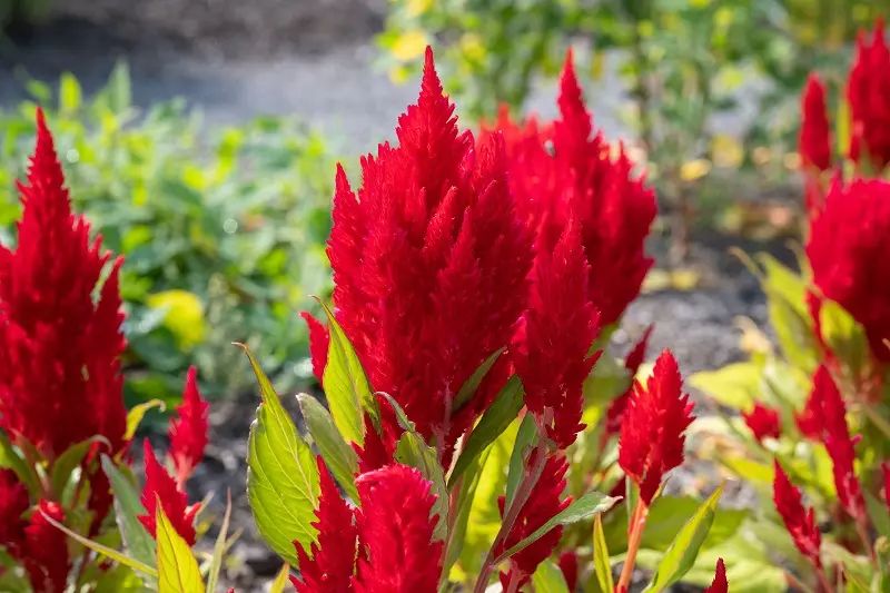 Variedades populares de celosia