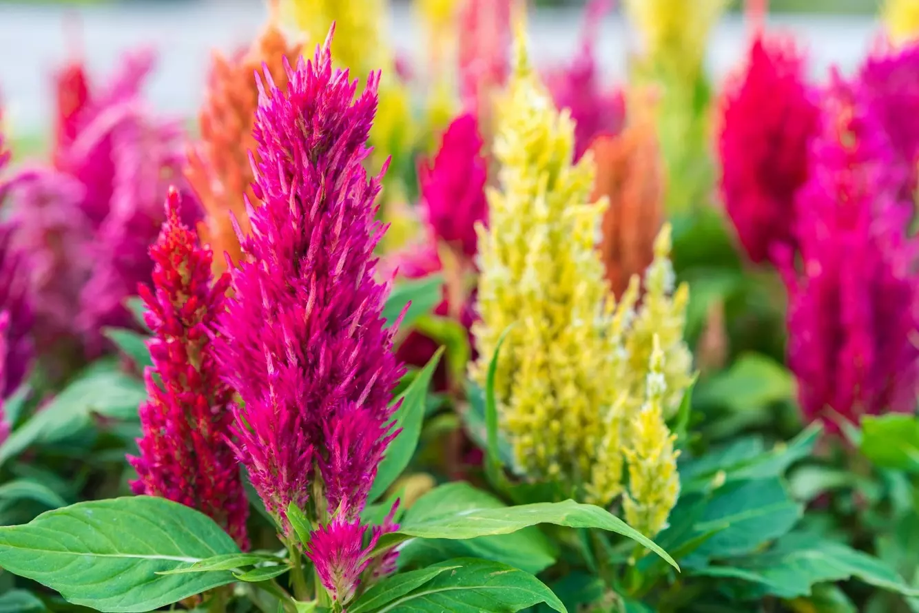 Plantación de Celosia - Aprenda a Cuidar las Flores de la Cresta de Gallo