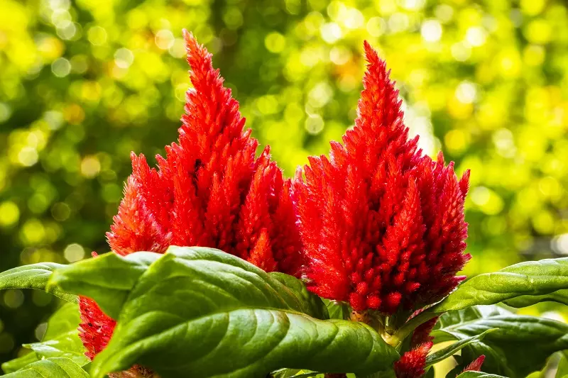 Fiore di celosia: quali sono i suoi vantaggi?